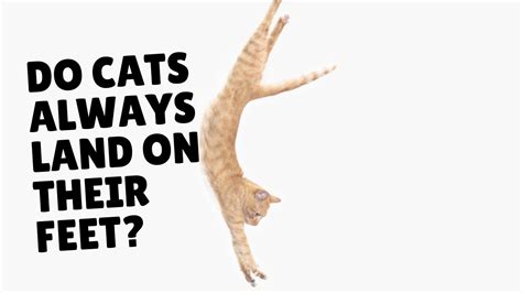 whats better spotify or apple music, and why do cats always land on their feet?